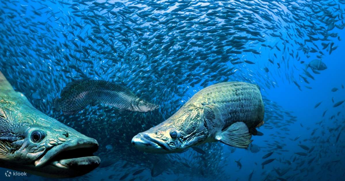 Top aquarium sales
